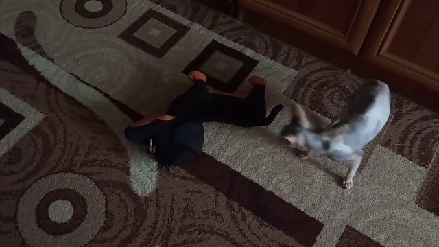 Сфинкс атакует ? смешные кошки ? лысые кошки ? смотреть онлайн