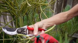 Heads Up: A Word Of Warning About Pruning Euphorbias / Joy Us Garden