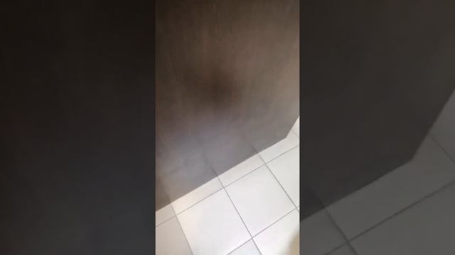 Кесарево мопса