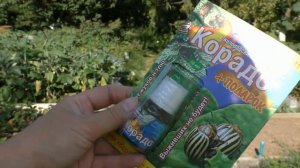 Как я спасла картошку от колорадского жука