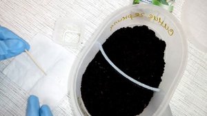 Сею семена глоксинии