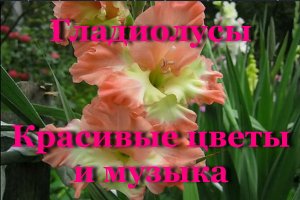 Гладиолусы