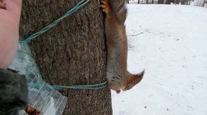 Про двух белочек