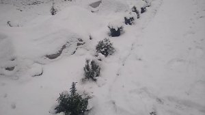 Лаванда.Стоит ли укрывать на зиму?