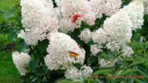 Гортензия метельчатая Силвэ Доллар ? обзор: как сажать, саженцы гортензии Силвэ Доллар