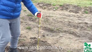 Обрезка растений: сливы, алычи, абрикоса, персика, яблони, груши после посадки.