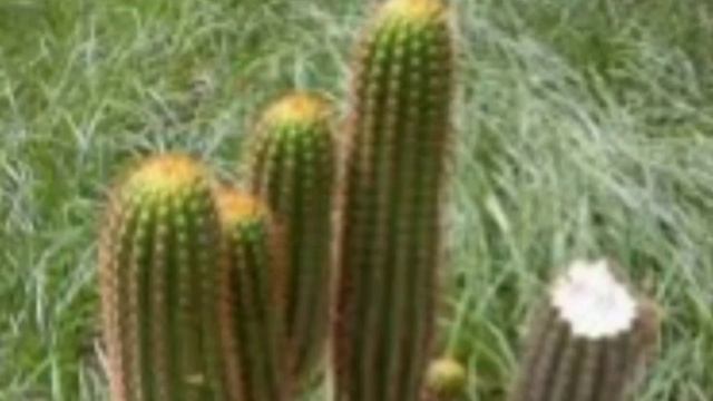 Дітям про кактус.