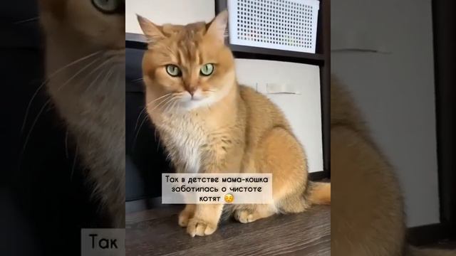 Теперь ты будешь знать почему котик поворачивается пятой точкой к твоему лицу.