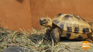 Домик для черепахи. Доброе утро. Фрагмент выпуска от 16.04.2019