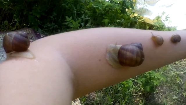 У меня на руке очень много улиток смотреть онлайн
