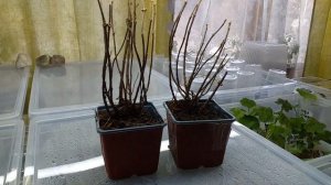 ГОРТЕНЗИЯ ГРАУНДБРЕЙКЕР - новинка! Получила, показываю