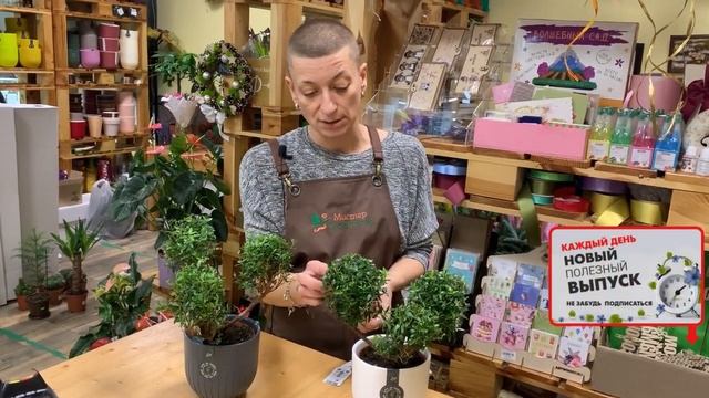 Мирт три в одном - чудо деревце. Комнатное растение миротворец. Еще одно чудо природы.