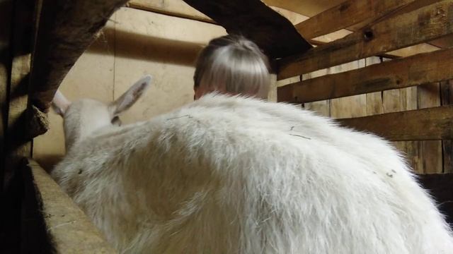 Вечерний разговор по душам с козами. Обрезка копыт, новое пойло. смотреть онлайн