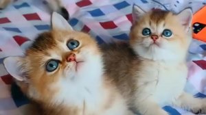 Супер няшные и милые котята! Смешные кошки для детей 😻 Приколы с животными! 2022