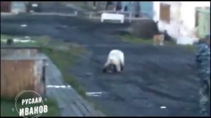 Животные нападают на людей #7  Дикие животные приходят к людям