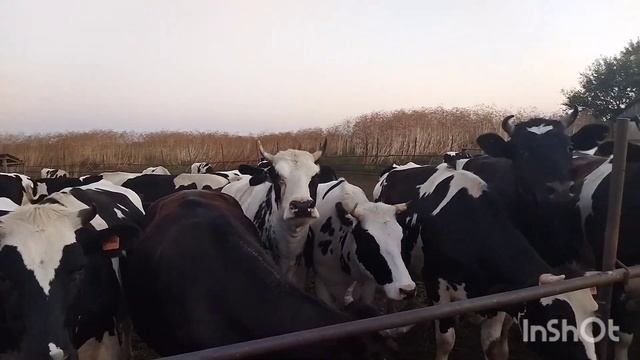 История породы наших коров. республика Адыгея, колхоз им. Ленина..