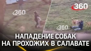 Бездомные псы во главе с крупным алабаем едва не растерзали прохожих в Салавате. Эксклюзивные кадры
