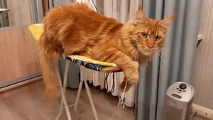 Жизнь Рыжего кота Мейн-куна.