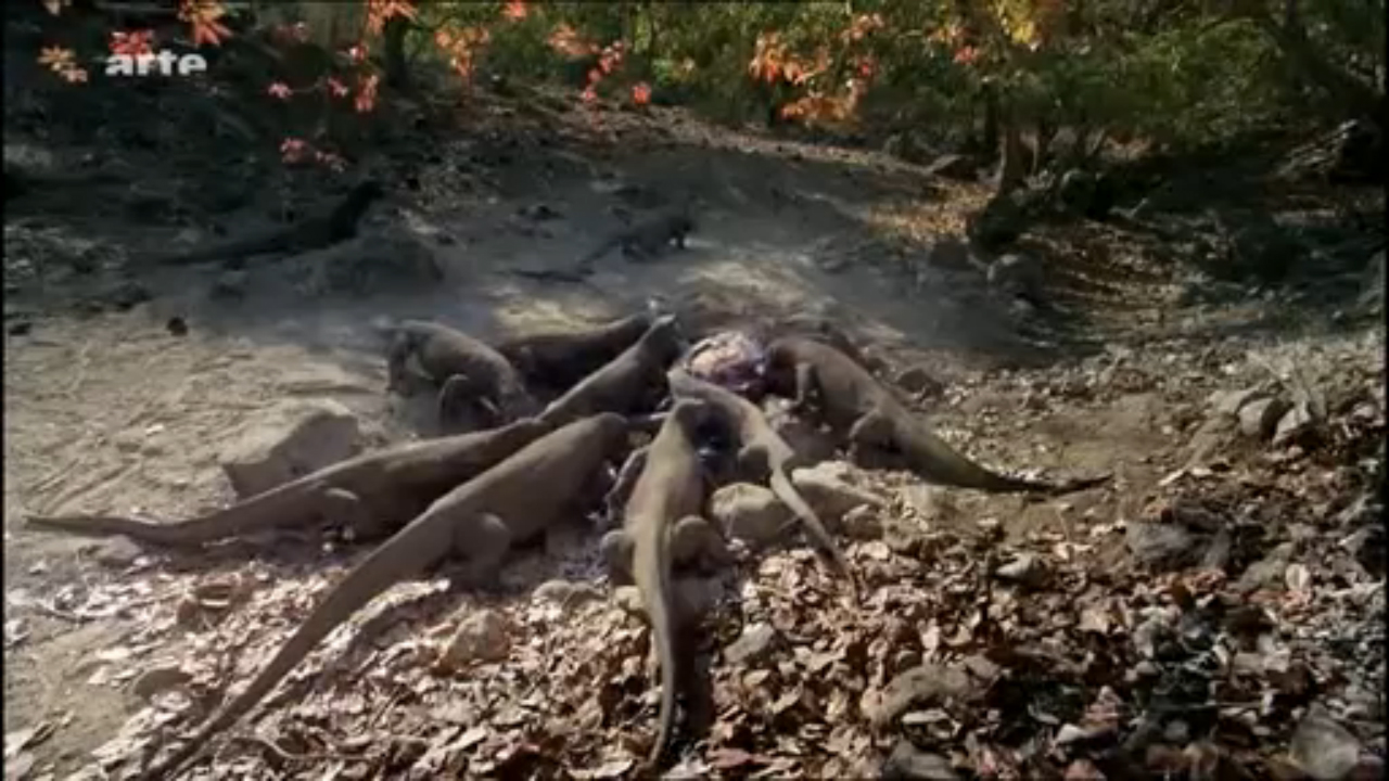 Dragons de Komodo Vs Buffle d'eau [Flokossama] смотреть онлайн