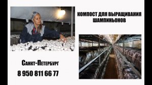 Компост для выращивание шампиньонов купить в Санкт-Петербурге