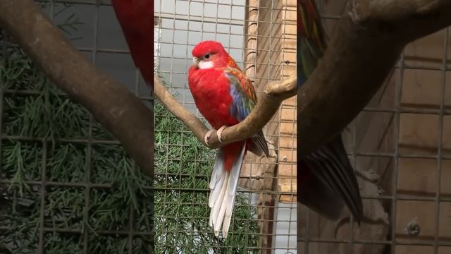 Не хватает решительности в жизни - красный цвет в Южном секторе акцентами вам в помощь