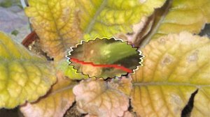 Глоксинии - отправляем на отдых