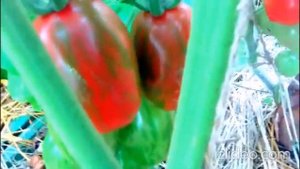 Невероятно красивая окраска помидор! Сорт "Супер экзотик"