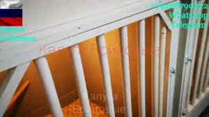 Обзор Элитных Петухов Калуги Бойцовые ?