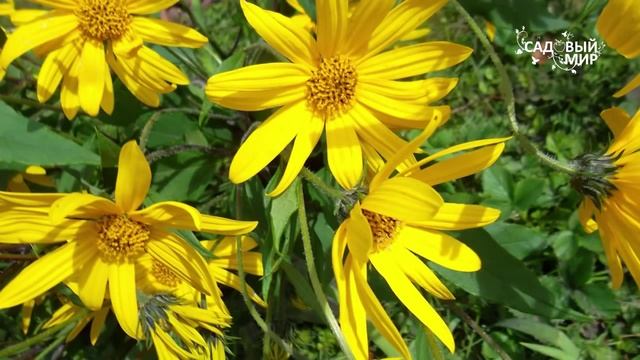 Лекарство с огорода. Топинамбур Часть 2 Сайт "Садовый мир" смотреть онлайн