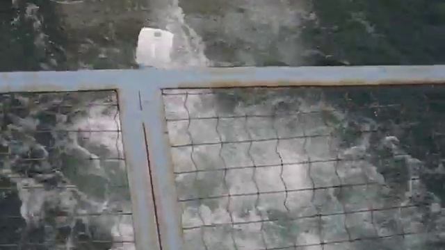 Белые медведи в Новосибирском зоопарке