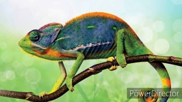 9 интересных фактов про РЕПТИЛИЙ смотреть онлайн