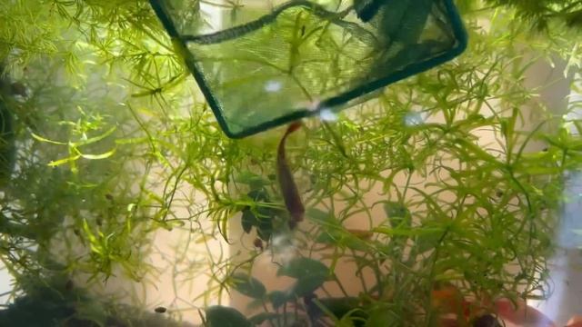 ПОКУПКИ ИЗ ПТИЧЬЕГО РЫНКА САДОВОДА МОСКВА (ВЕСНА 2023) l РАСТЕНИЯ, КОРМ, КУЧА ЖИВОРОДКИ, АКСЕССУАРЫ смотреть онлайн