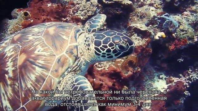Соблюдение чистоты в акватеррариуме