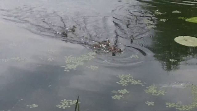 Утиное семейство смотреть онлайн