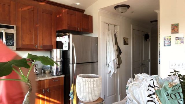 Buddha's Belly Plant: Jatropha podagrica смотреть онлайн