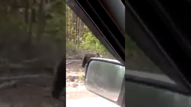 МИШКА (Новый рабочий на строительстве дороги) . Два км. от реки Ичикта - по трассе до Киренска смотреть онлайн