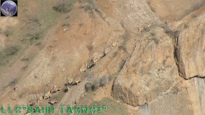 Bukharan Markhor in Tajikistan. Saidi Tagnob