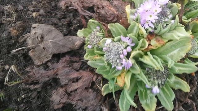 МОЯ ДАЧА//ОТКРЫВАЮ РОЗЫ смотреть онлайн