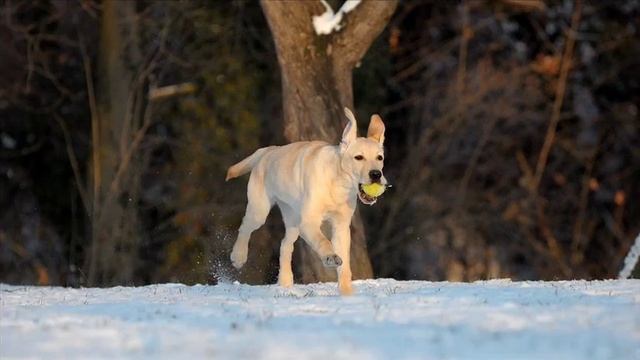 Nikon D90: Continuous Shooting смотреть онлайн