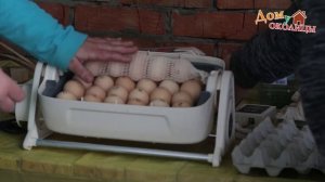 Как заложить 34 яйца в инкубатор на 20 яиц