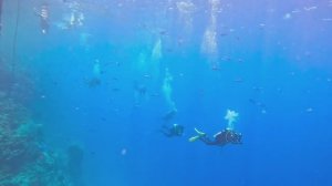 Египет. Как выглядит домашний риф отеля PICKALBATROS ROYAL GRAND RESORT
Sharm diving meeting