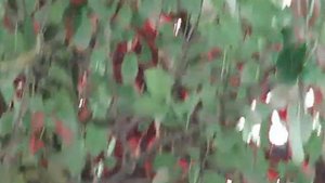 Вяхирь   голуби воркуют