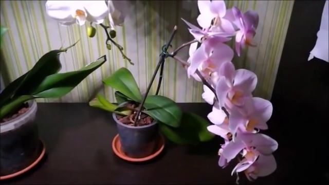 Не Трипсы!/ а Подуры !/ Клещи !/ Обработка орхидей !/ Март 2019!/ смотреть онлайн