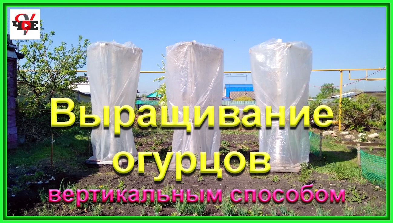 Выращивание огурцов вертикальным способом.mp4