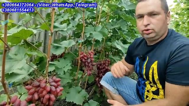 Полонез-50   2022
