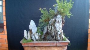 Спирея нана на камнях Spirea on the rocks 2021 год лето