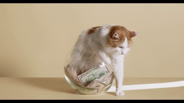 Интересные факты о кошках