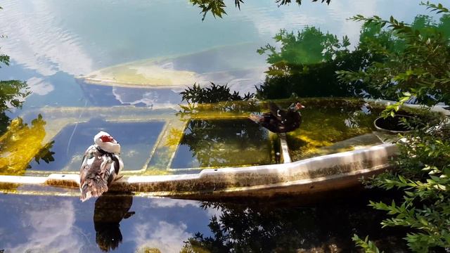 обитатели озера Зарос, Крит смотреть онлайн