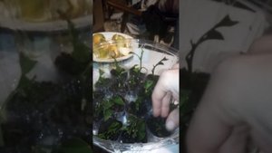 Размножение мандарин путем укоренения. Мандарины на ветках с магазина( базара).Бесплатные черенки