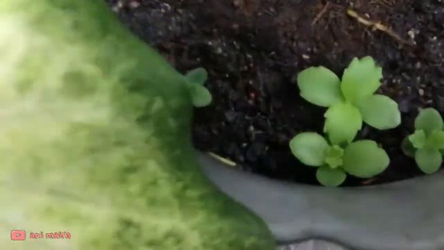 Pokok paling senang nak tanam - Pokok Setawar смотреть онлайн